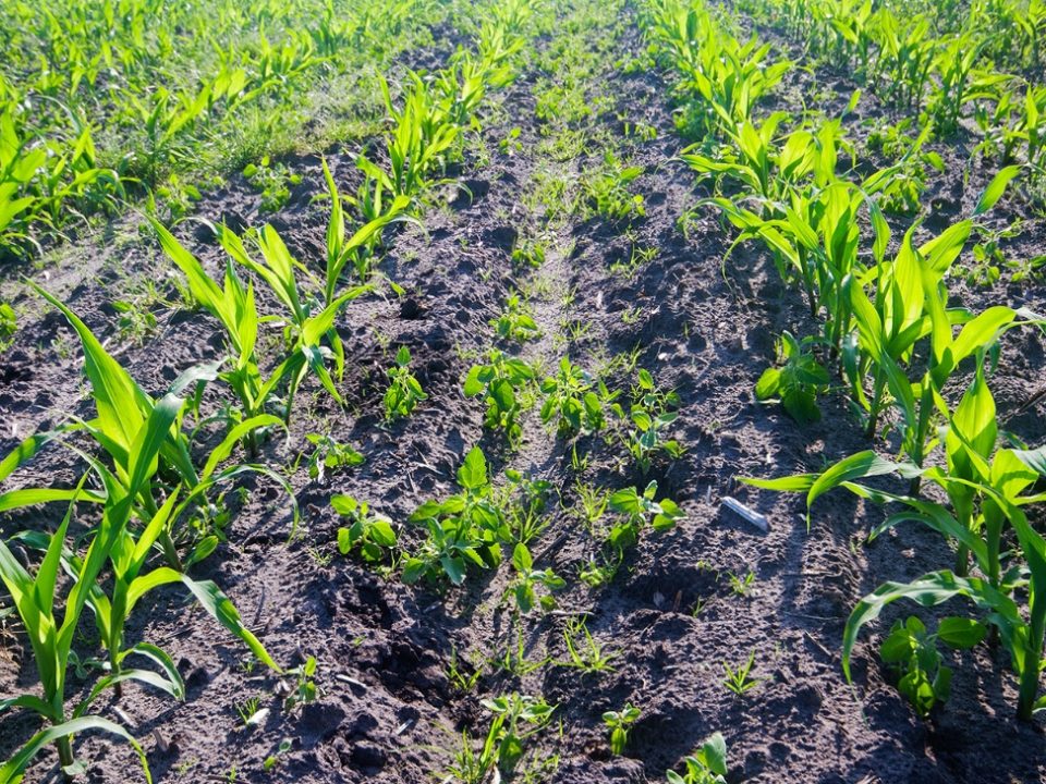 weed-identification-maize-crop